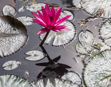 美丽的粉红色水芙蓉图片