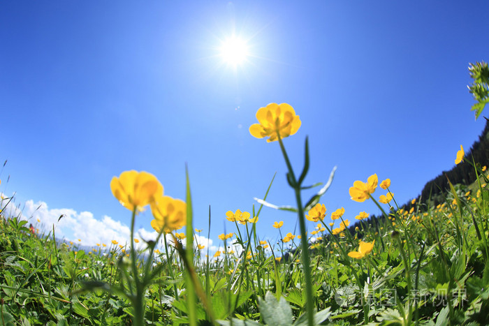 黄色鲜花和绿草