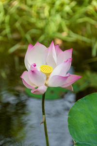 美丽的粉红色水芙蓉图片