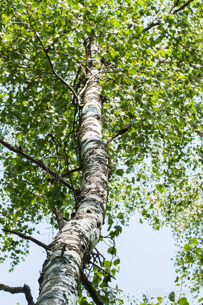 带树枝和叶子的白色桦木树干