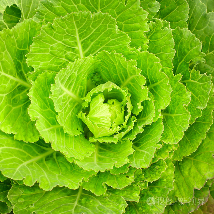 绿色甘蓝植物树