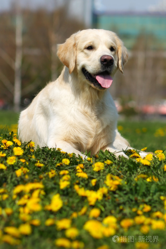 快乐的犬种金毛