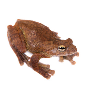 安南飞蛙, 树蛙龟,白色照片