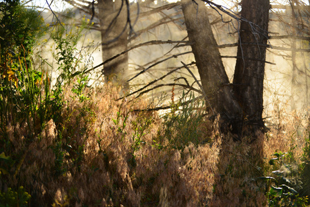 黄石公园的猛兽温泉区图片