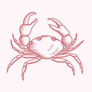 详细的矢量绘图的海螃蟹插画