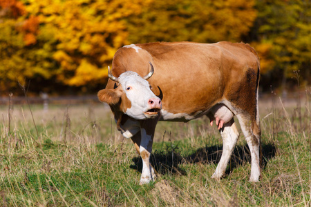 在字段中,单一的牛哞哞叫.炽热的橙色枫叶树突出绿色牧场照片