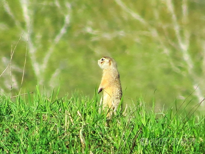 野生动物 Altaya