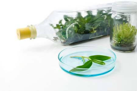 毛毡苔图片