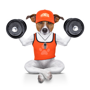 私人教练体育健身狗