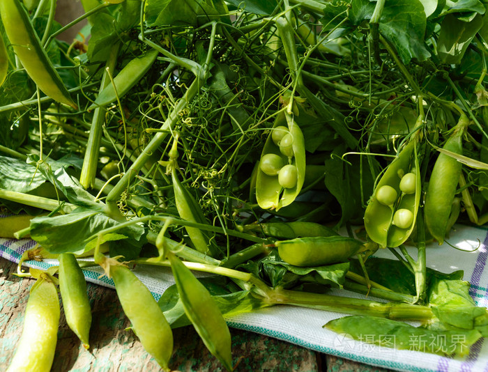 绿色新鲜采摘豌豆荚和茎