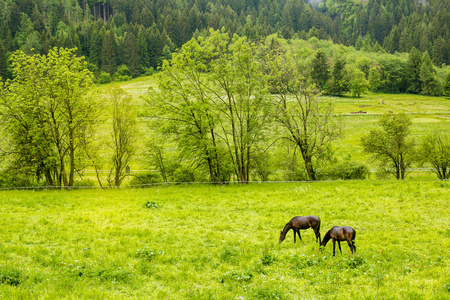 森林景观与放牧马匹图片