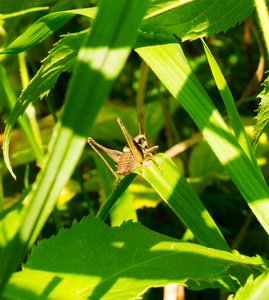 长角亚目蚱蜢在绿草地上阳光明媚的夏日.选择性的焦点照片