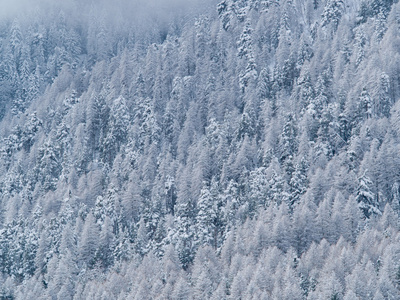 树木的森林覆盖着雪和冰图片