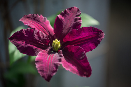 铁线莲尼俄伯特写照片