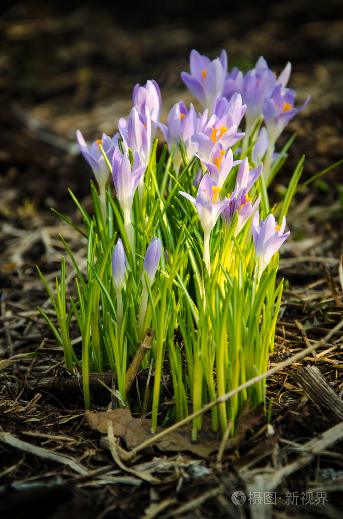 年轻的番红花刚开始开花