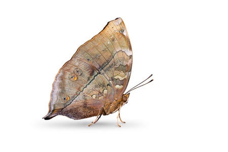 秋天的枯叶蝶图片