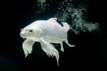 白金鲤鱼鱼在水族馆内阁黑色背景照片