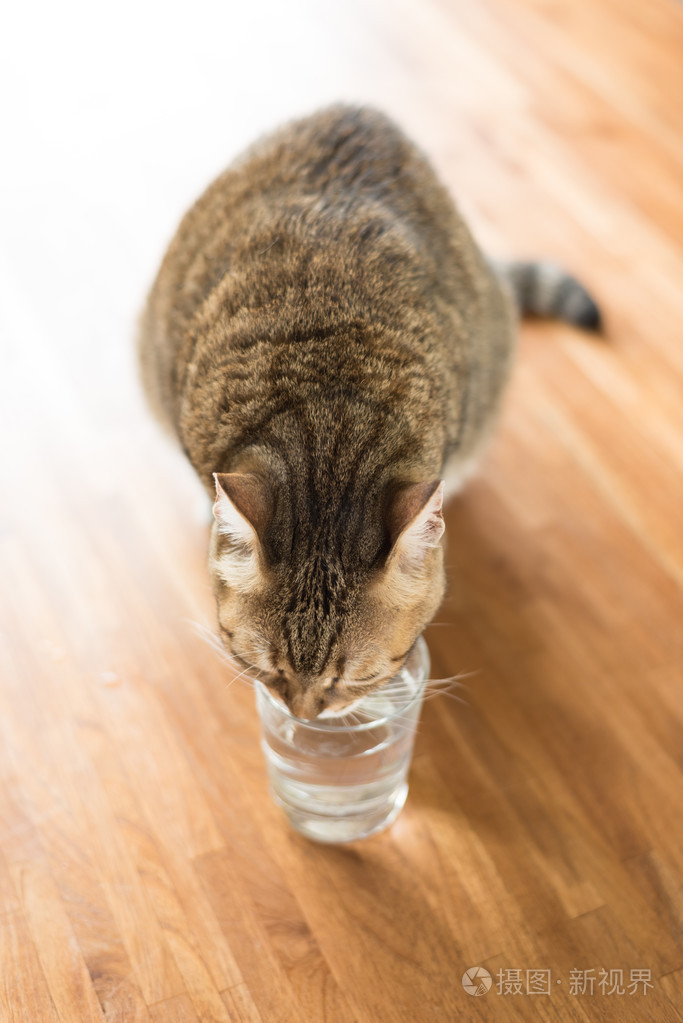 猫喝水