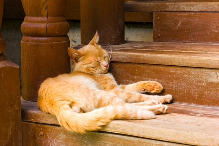 乡村的红猫睡在棕色的木质台阶图片