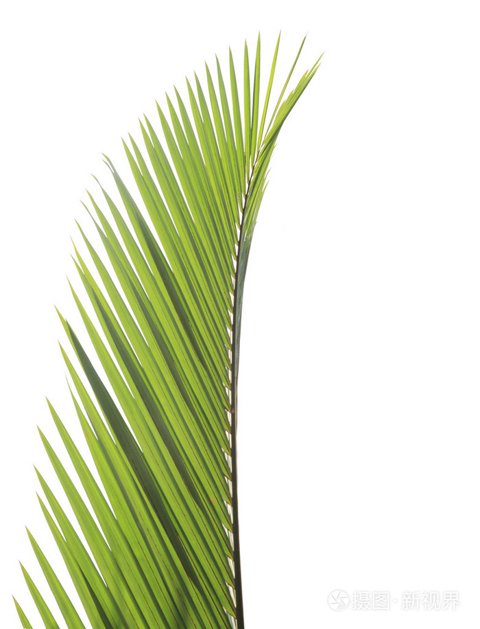 在白色背景上孤立的棕榈叶
