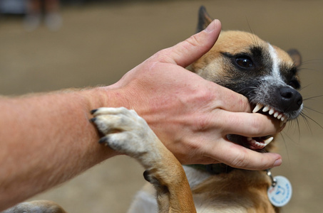 在自然打狗照片