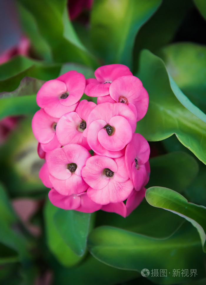 美丽的粉红色夹竹桃