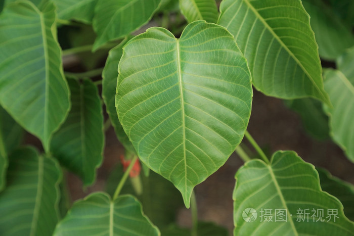 心形叶菩提叶在树上