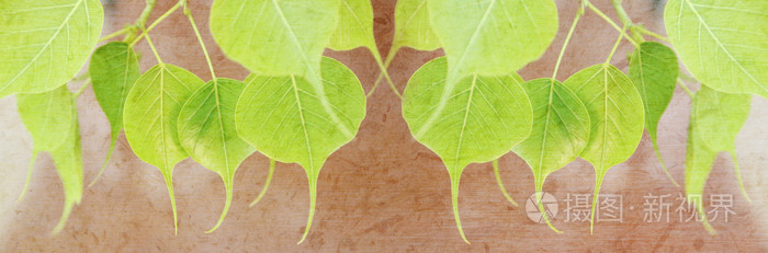 年轻的菩提绿叶与桑纸纹理的标题栏背景