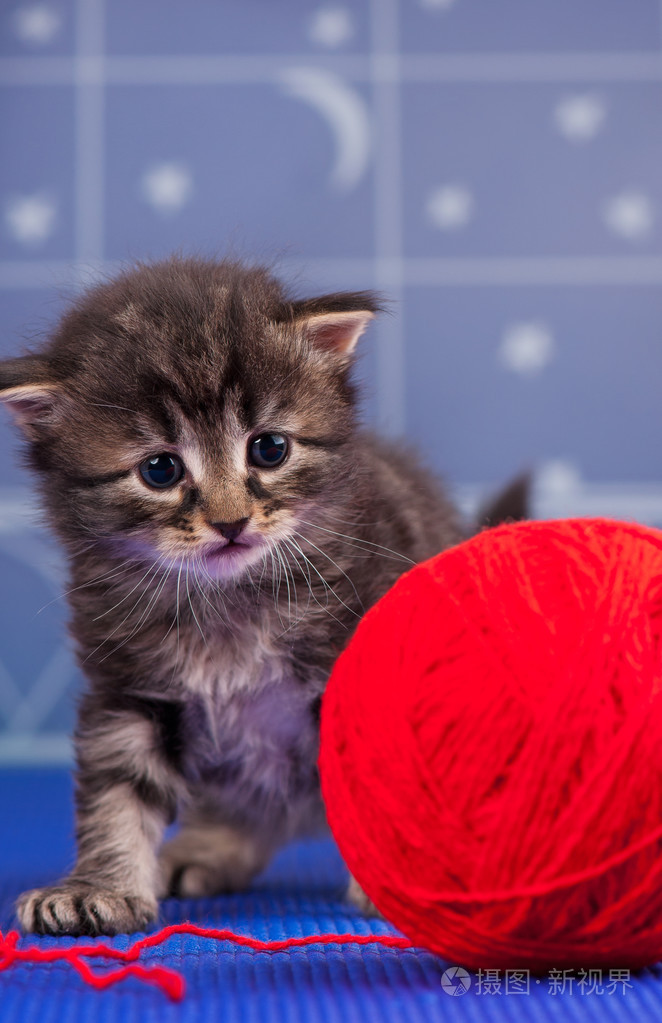 可爱的西伯利亚小猫照片-正版商用图片1ov52v-摄图新视界