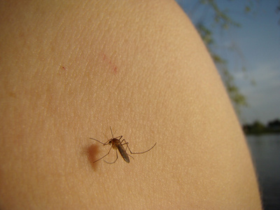 蚊子喝坐在上面的人体血液图片