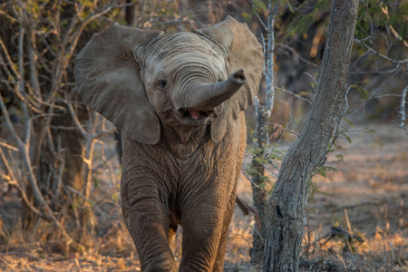 一个婴儿大象鼻子对准相机图片