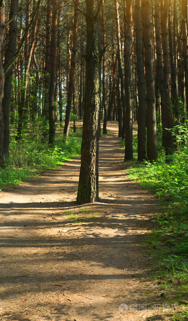 秋天的树林在早晨