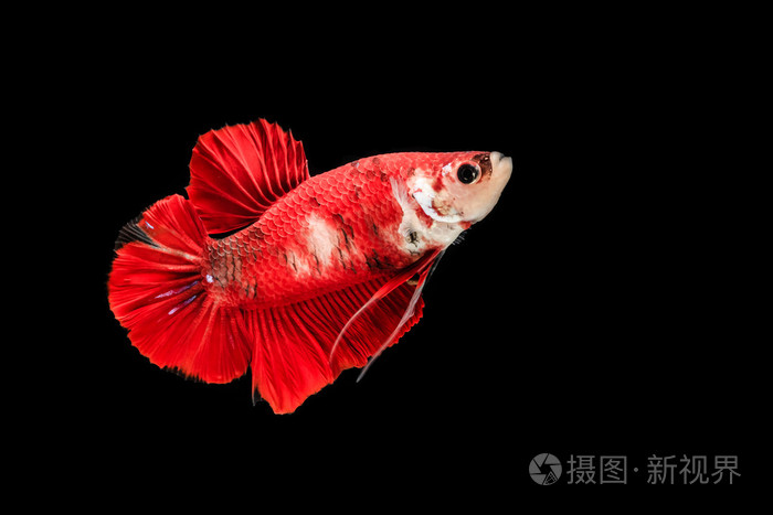 红色暹罗斗鱼