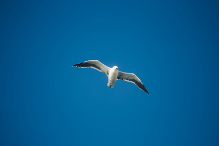 飞行的鸟海鸥图片
