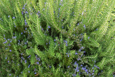 欧洲迷迭香家成长迷迭香与蓝色紫色的花朵盛开在花园里照片