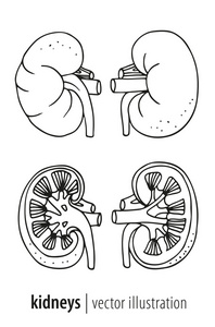 肾脏手绘解剖图图片