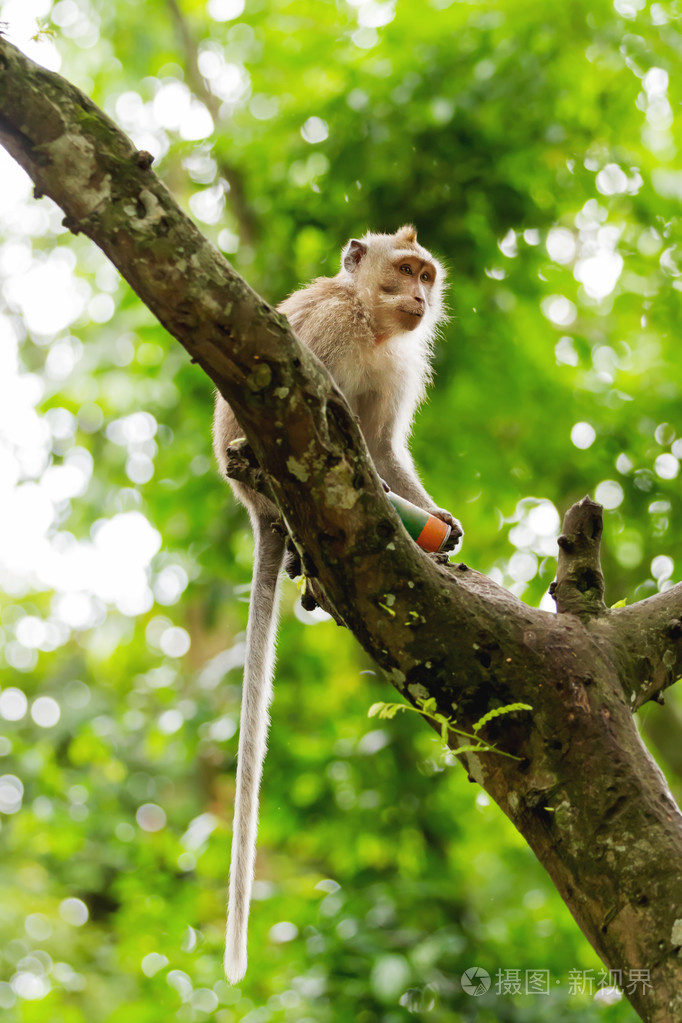 猴子坐在树上在巴厘岛巴厘岛猴子森林