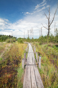 沼泽的木栈道图片