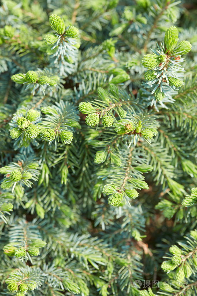 nidiformis冷杉云杉挪威spurce背景与芽