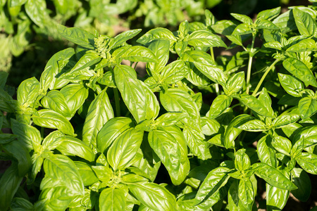 罗勒图片(罗勒图片能直接吃吗)