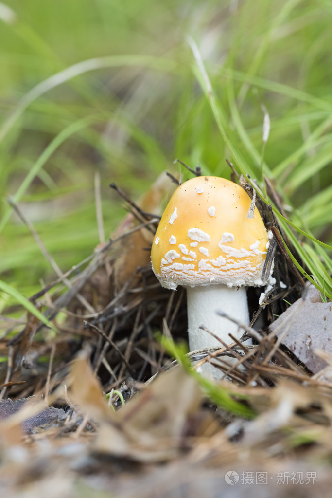鹅膏菌在森林里