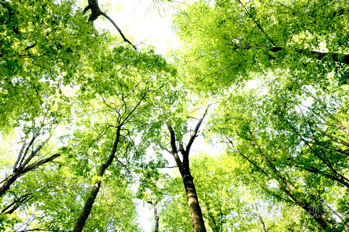 森林的树木抬头阳光