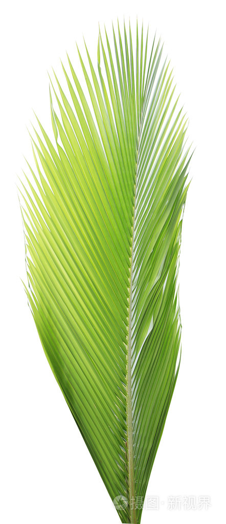 椰心叶白色背景上孤立