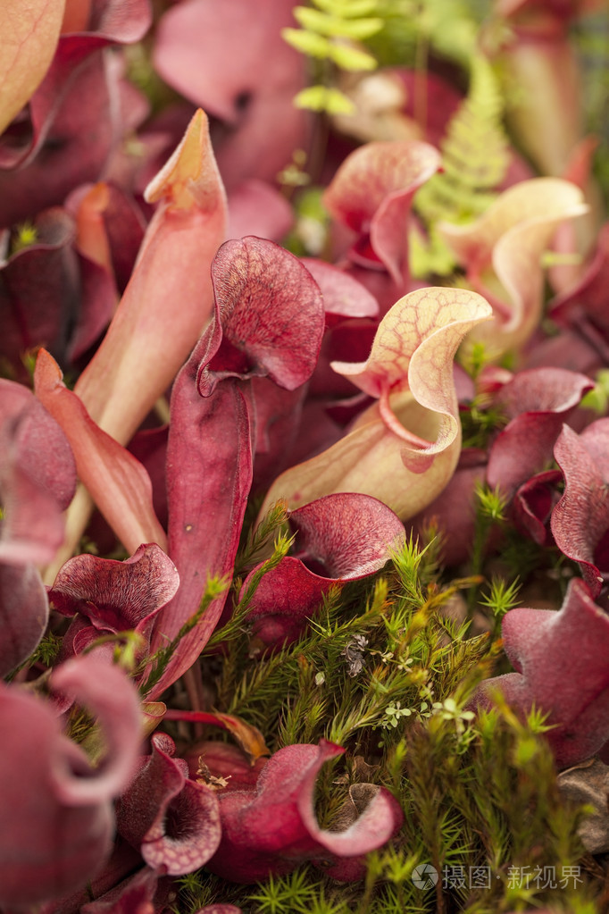 pitcher plants (sarraceniaceae)
