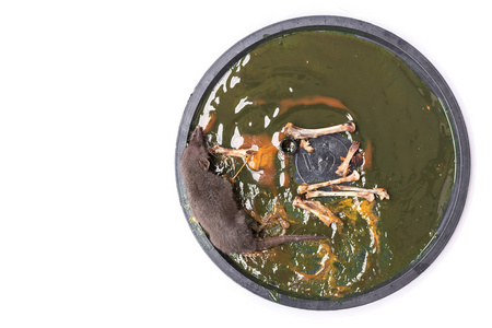 一只老鼠在白色背景上的胶水陷阱照片