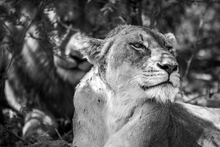 一只母狮子在黑色和白色的侧面图片