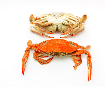 清蒸虾在白色背景上的清蒸的螃蟹照片