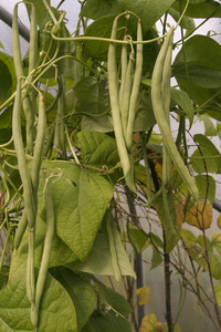 青刀豆生长照片