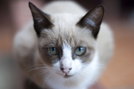 年轻的猫回头看图片