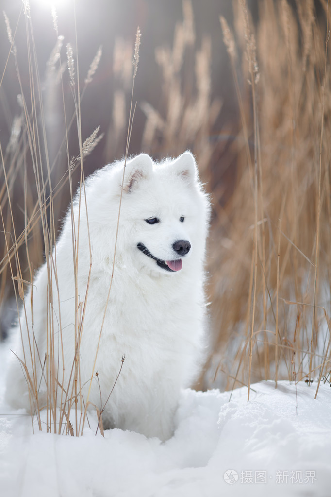 可爱的小狗狗雪白图片